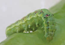 Experts warn of explosion in plant pest populations