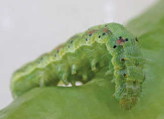 Experts warn of explosion in plant pest populations