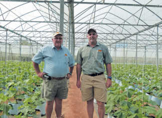 Cucumber farming: volume and quality trump shrinking margins