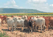 Boran crosses produce fine weaners for the feedlot industry