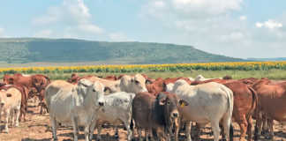 Boran crosses produce fine weaners for the feedlot industry