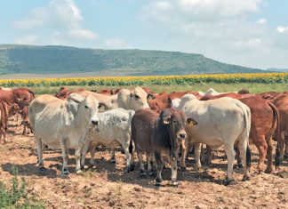 Boran crosses produce fine weaners for the feedlot industry