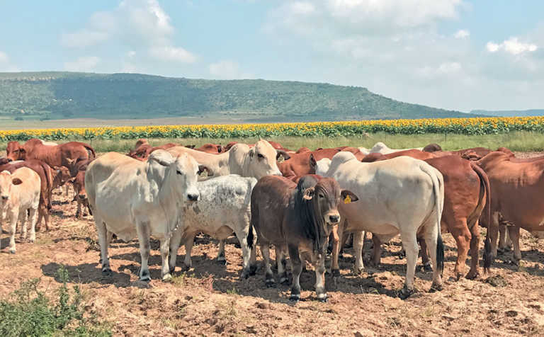 Boran crosses produce fine weaners for the feedlot industry Boran crosses produce fine weaners for the feedlot industry