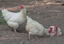 Free-range eggs add value for commercial producer