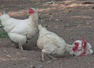 Free-range eggs add value for commercial producer