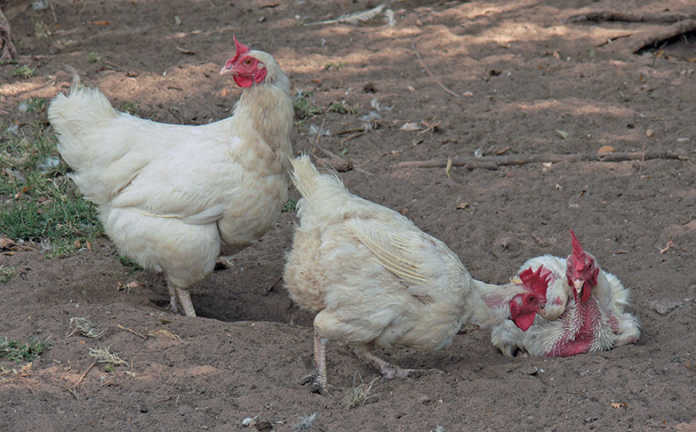 Free-range eggs add value for commercial producer