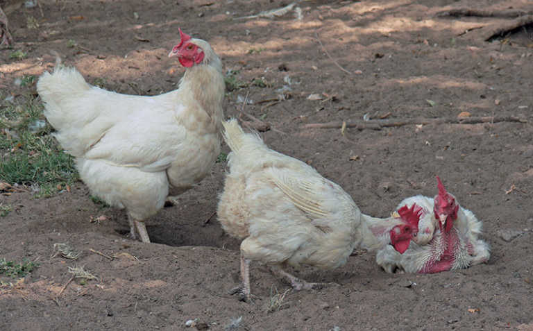 Free-range eggs add value for commercial producer Free-range eggs add value for commercial producer