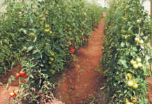 Do your homework before starting tomato production Do your homework before starting tomato production