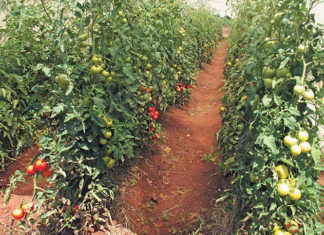 Do your homework before starting tomato production