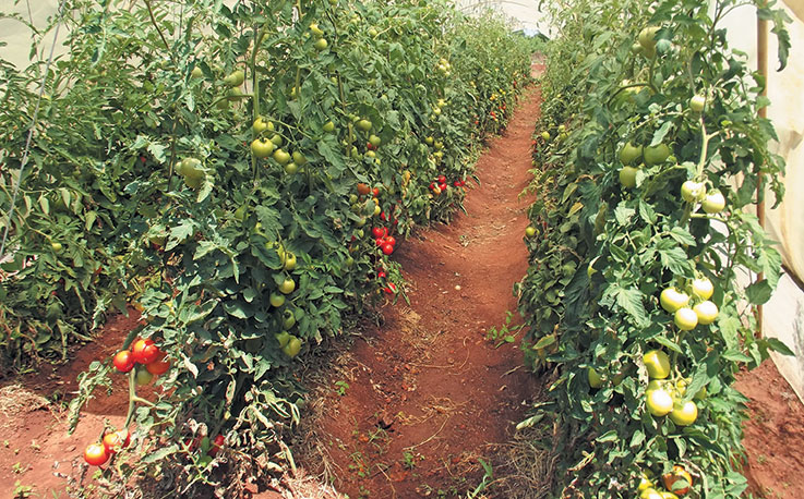 Do your homework before starting tomato production