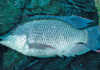 Cold-tolerant tilapia can weather winter’s chill