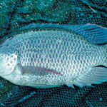 Cold-tolerant tilapia can weather winter’s chill