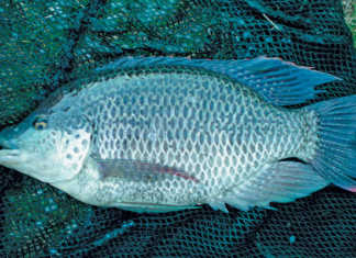 Cold-tolerant tilapia can weather winter’s chill
