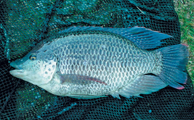 Cold-tolerant tilapia can weather winter’s chill Cold-tolerant tilapia can weather winter’s chill