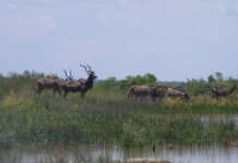 Trophy hunting more lucrative than previously thought Trophy hunting more lucrative than previously thought