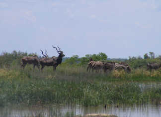 Trophy hunting more lucrative than previously thought