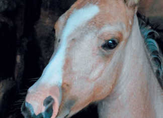 Protect your horse from the sun