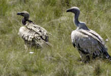 Cattle painkiller found toxic to vultures