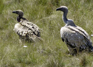 Cattle painkiller found toxic to vultures