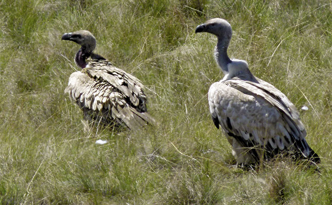 Cattle painkiller found toxic to vultures Cattle painkiller found toxic to vultures