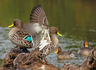 Bird flu kills over 500 wild birds in Johannesburg