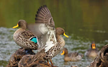 Bird flu kills over 500 wild birds in Johannesburg