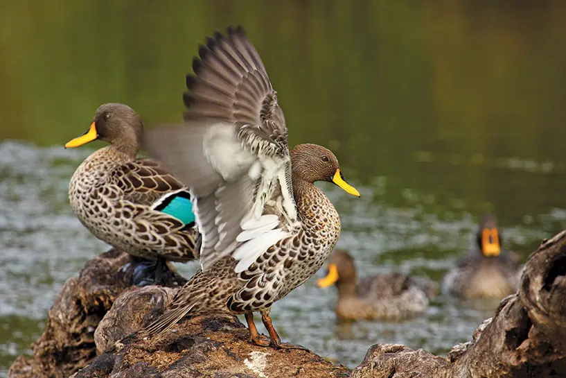 Bird flu kills over 500 wild birds in Johannesburg