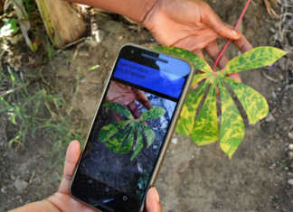 Disease identification app to boost food security in Africa Disease identification app to boost food security in Africa