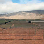 Ceres farmer achieves best-ever harvest, despite drought