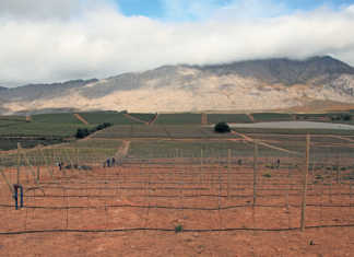 Ceres farmer achieves best-ever harvest, despite drought