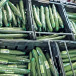 Cucumber farming