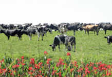 Dairy farmers work together to prevent strike-led milk losses Dairy farmers work together to prevent strike-led milk losses