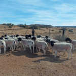 Dorper stud