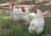 Should vaccines be used to curb avian influenza?
