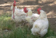 Should vaccines be used to curb avian influenza?