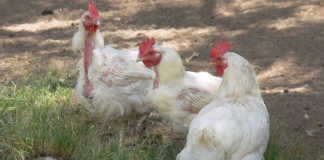 Should vaccines be used to curb avian influenza?