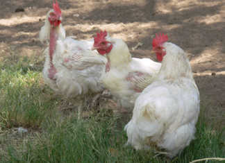 Should vaccines be used to curb avian influenza?