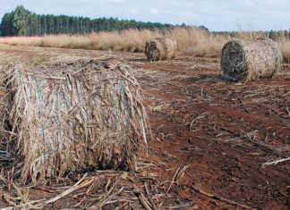 Biorefining: a value-adding opportunity for SA agriculture
