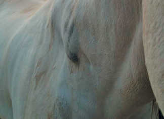 Helping a horse recover from injury