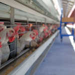 Western Cape counts the cost of drought and bird flu