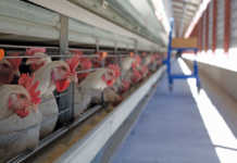 Western Cape counts the cost of drought and bird flu Western Cape counts the cost of drought and bird flu