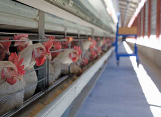 Western Cape counts the cost of drought and bird flu