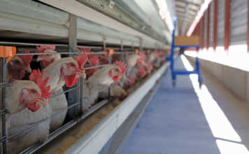 Western Cape counts the cost of drought and bird flu