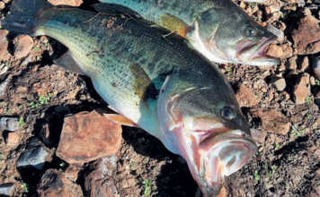 Bass: an easy-to-breed alternative in aquaculture