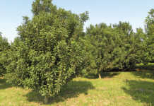 Macadamia production slowly bouncing back Macadamia production slowly bouncing back