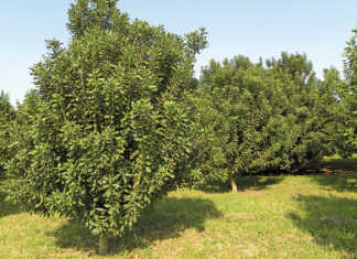 Macadamia production slowly bouncing back