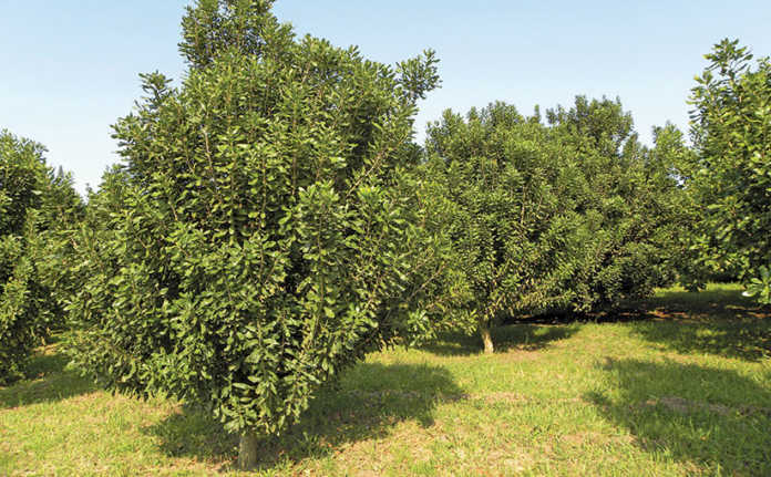 Macadamia production slowly bouncing back