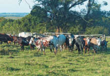 Lack of land hampers top developing farmers