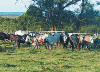 Lack of land hampers top developing farmers