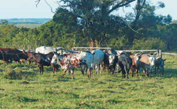 Lack of land hampers top developing farmers Lack of land hampers top developing farmers